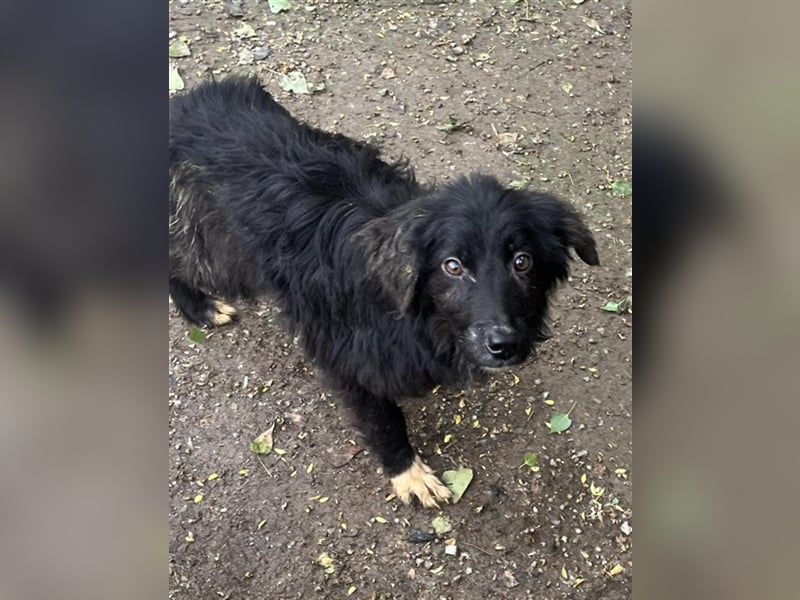 Henri, junger knuffiger kleiner Rüde aus dem Horrorhaus :-(