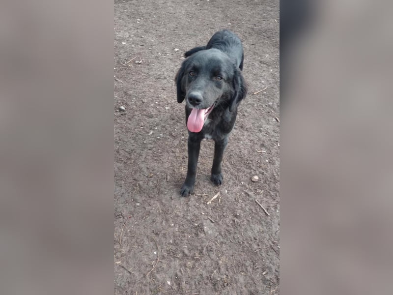 Chimmy,  Flat Coated Mix einer von drei süssen Welpen, Katzen und Hunde gerne