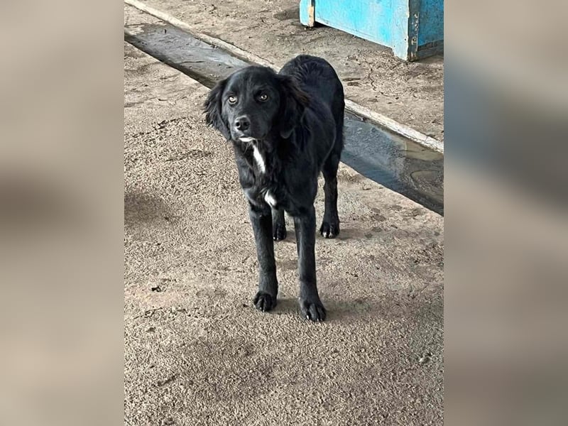 Chimmy,  Flat Coated Mix einer von drei süssen Welpen, Katzen und Hunde gerne