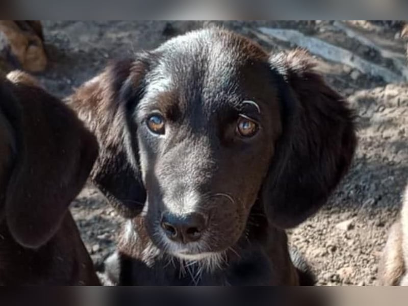 Chimmy,  Flat Coated Mix einer von drei süssen Welpen, Katzen und Hunde gerne