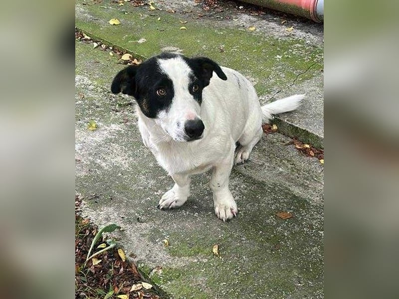 Kleiner Charly sucht großes Herz