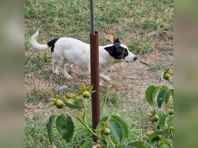 Kleiner Charly sucht großes Herz