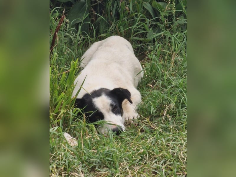 Kleiner Charly sucht großes Herz