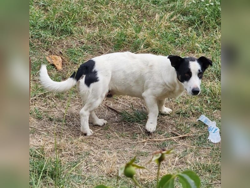 Kleiner Charly sucht großes Herz