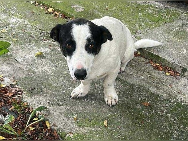 Kleiner Charly sucht großes Herz