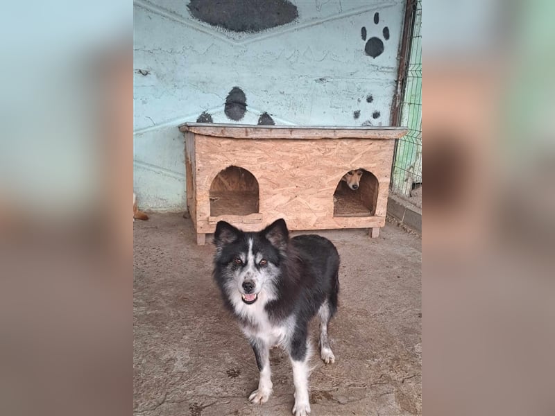 Speedy, Gnadenplatz gesucht