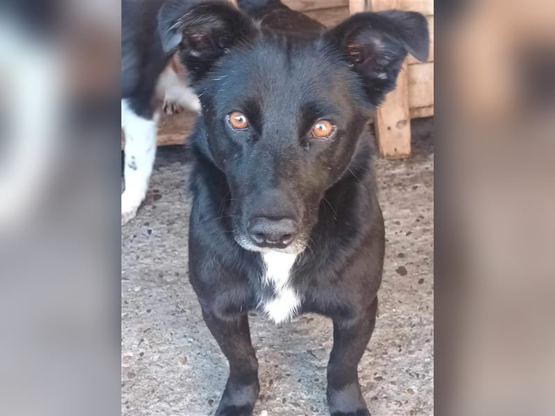 Blacky, sucht ein Zuhause