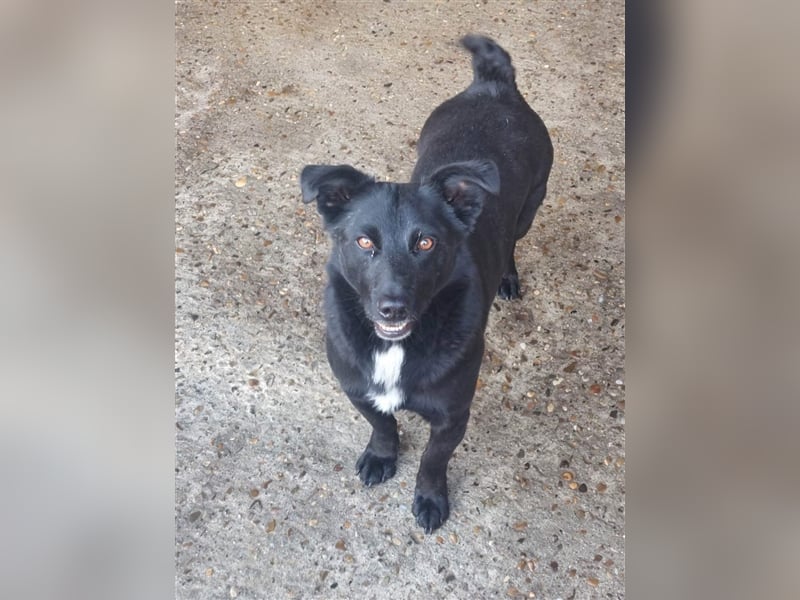 Blacky, sucht ein Zuhause
