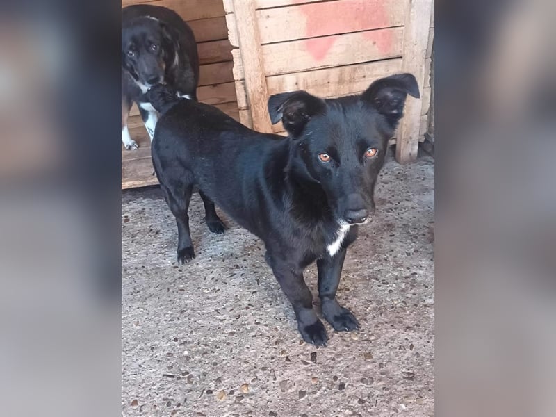 Blacky, sucht ein Zuhause