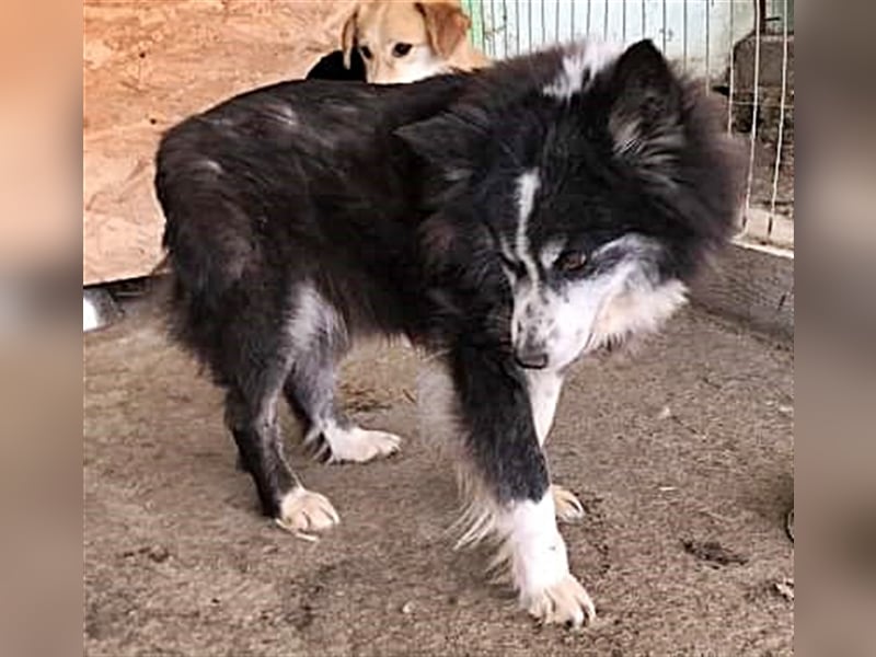 Speedy, Gnadenplatz gesucht