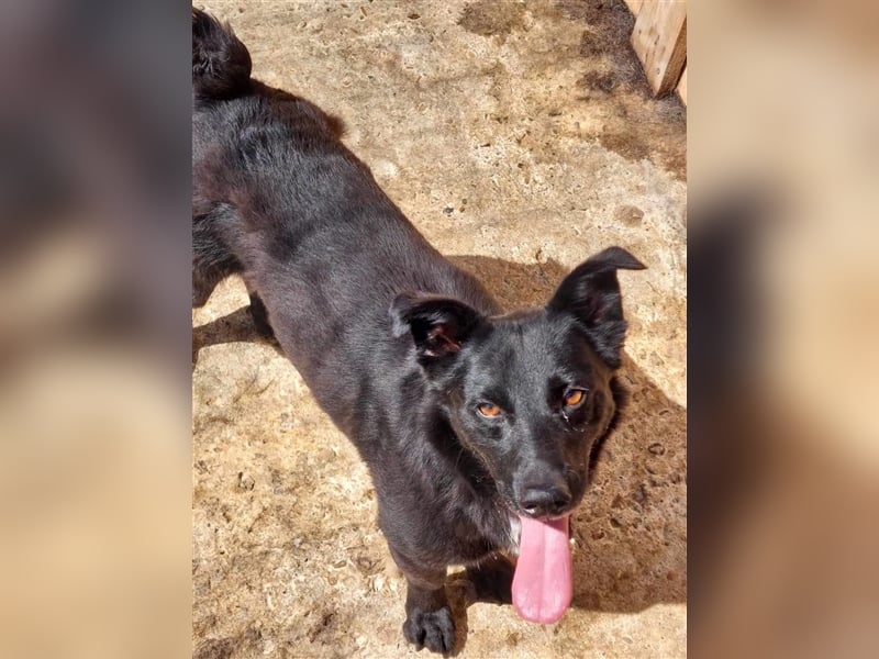 Blacky, sucht ein Zuhause