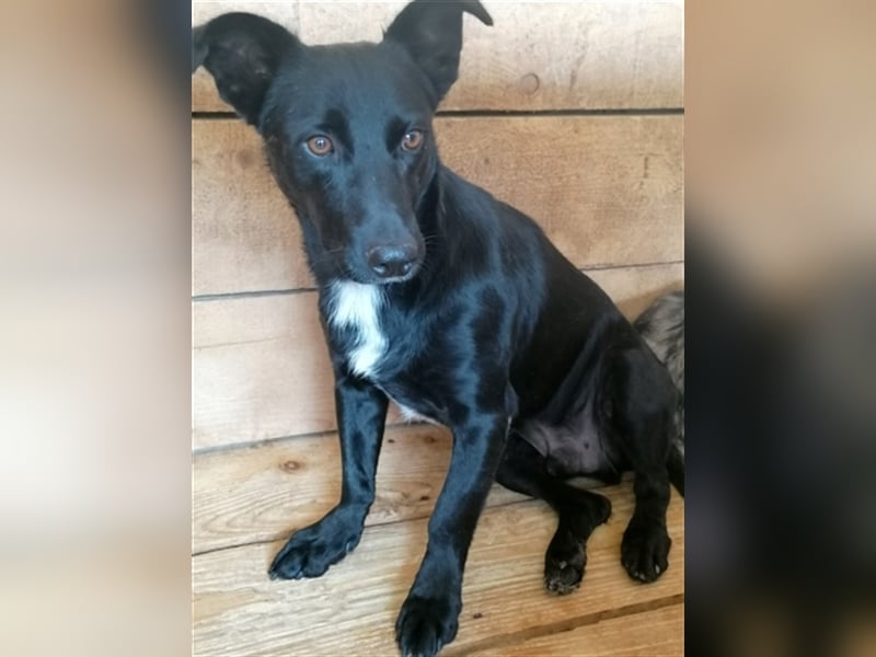 Blacky, sucht ein Zuhause