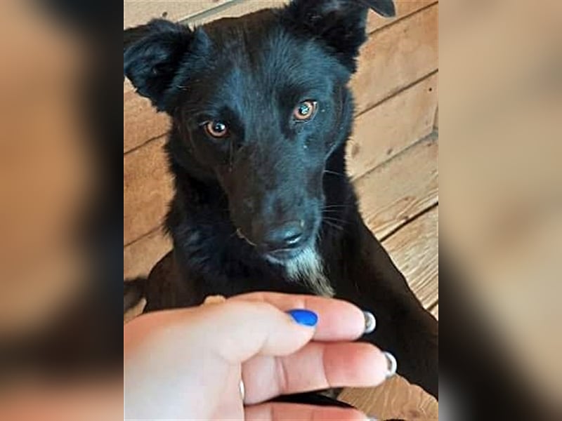 Blacky, sucht ein Zuhause