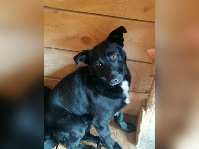 Blacky, sucht ein Zuhause