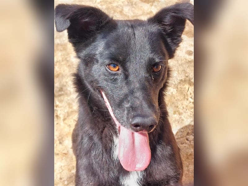 Blacky, sucht ein Zuhause
