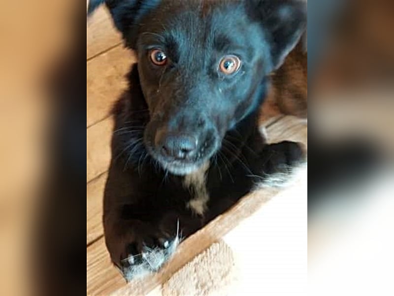 Blacky, sucht ein Zuhause