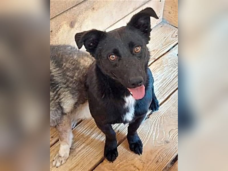 Blacky, sucht ein Zuhause