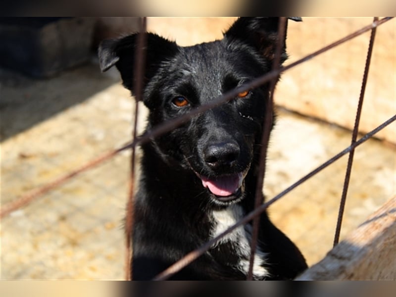 Blacky, sucht ein Zuhause