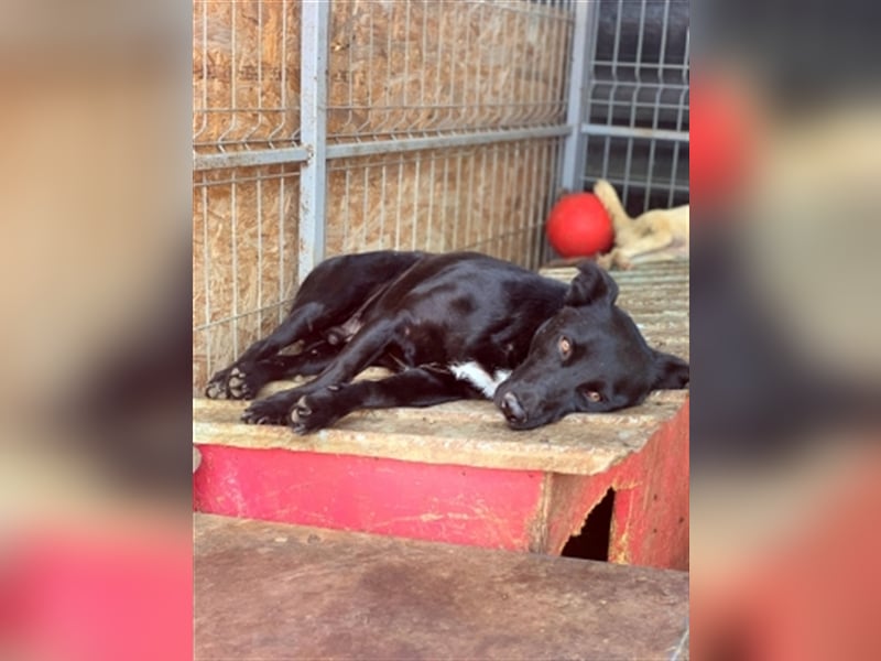 Blacky, sucht ein Zuhause