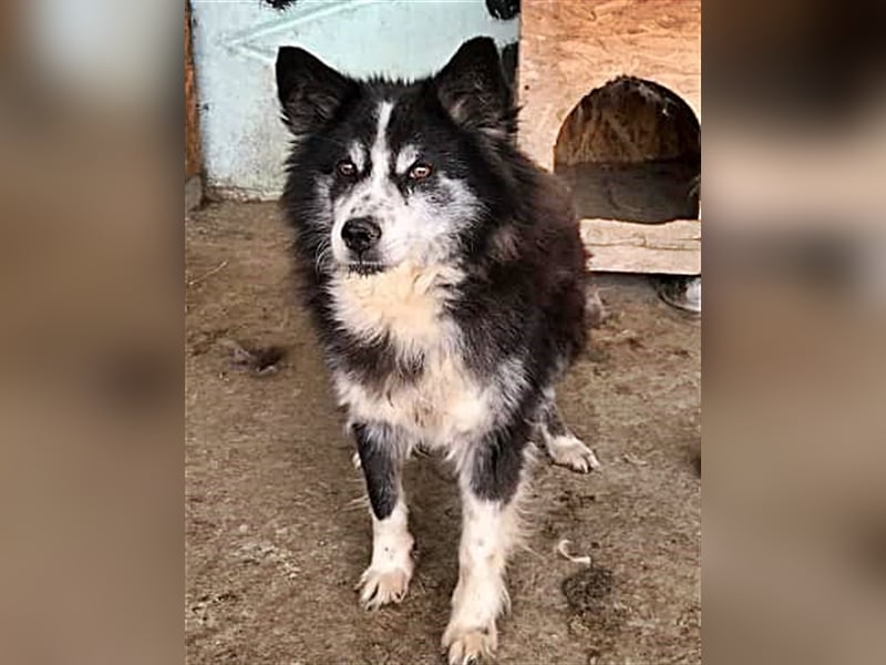 Speedy, Gnadenplatz gesucht