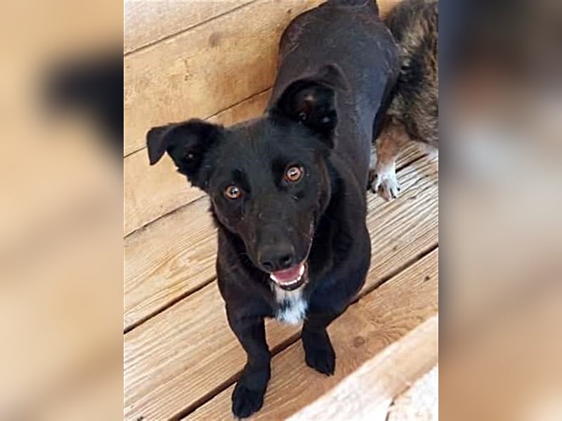 Blacky, sucht ein Zuhause