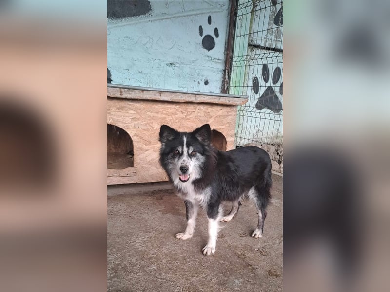 Speedy, Gnadenplatz gesucht