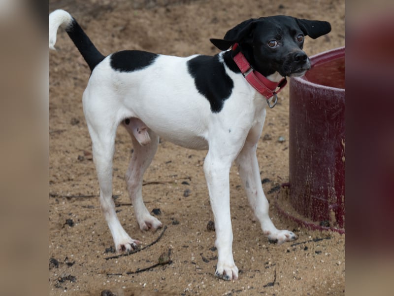 Dash: Verschmuster Terriermix