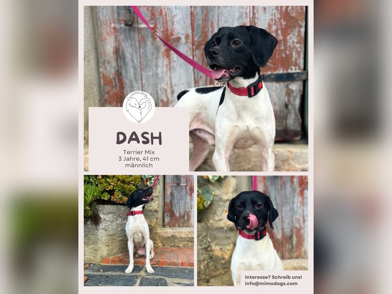 Dash: Verschmuster Terriermix