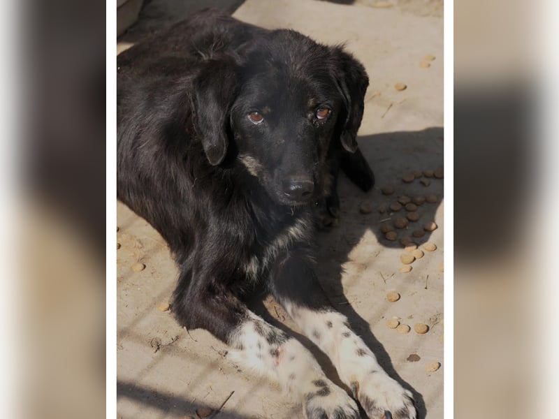 Amal - sanfter, wunderschöner Junghund möchte endlich aus dem Tierheim raus