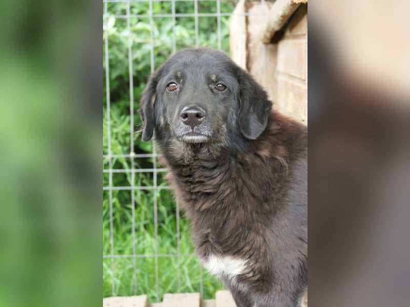 Amal - sanfter, wunderschöner Junghund möchte endlich aus dem Tierheim raus