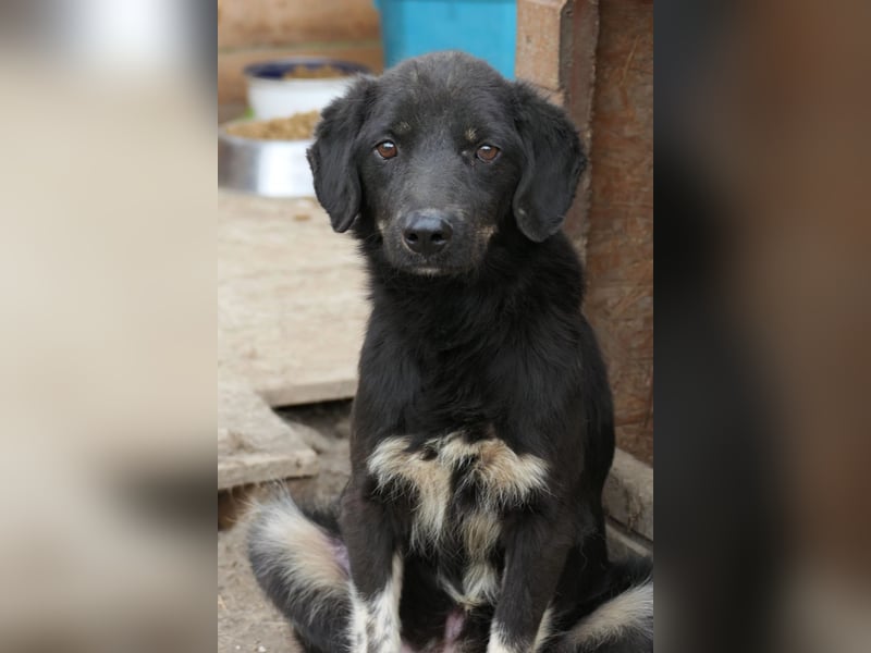 Amal - sanfter, wunderschöner Junghund möchte endlich aus dem Tierheim raus