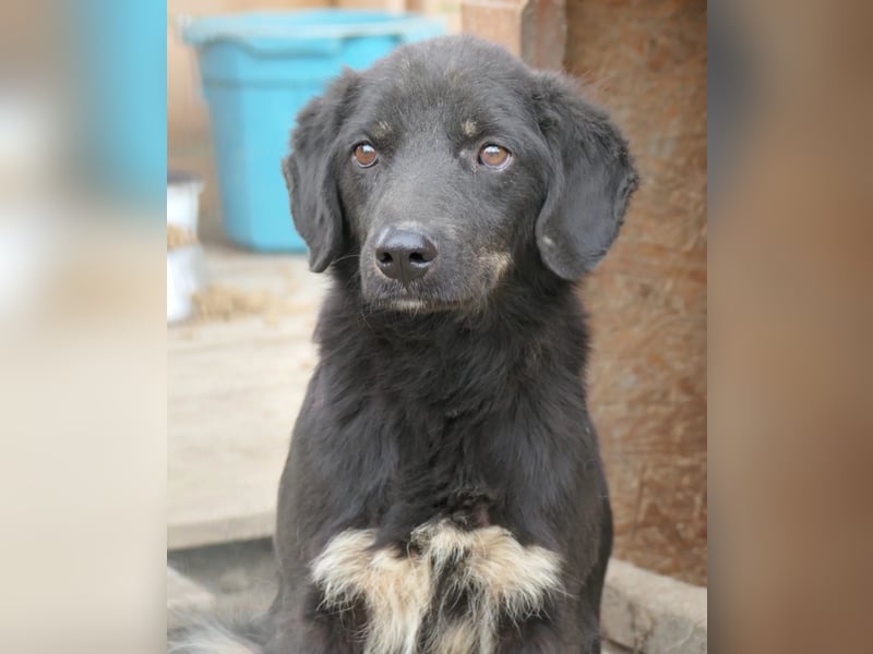 Amal - sanfter, wunderschöner Junghund möchte endlich aus dem Tierheim raus