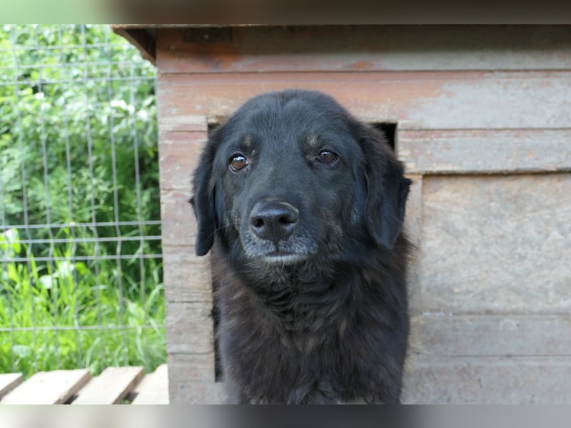 Amal - sanfter, wunderschöner Junghund möchte endlich aus dem Tierheim raus
