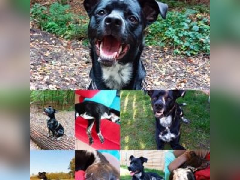 MIKO-#NOTFALL#-hübscher Hundemann liebt ausgedehnte Spaziergänge im Grünen