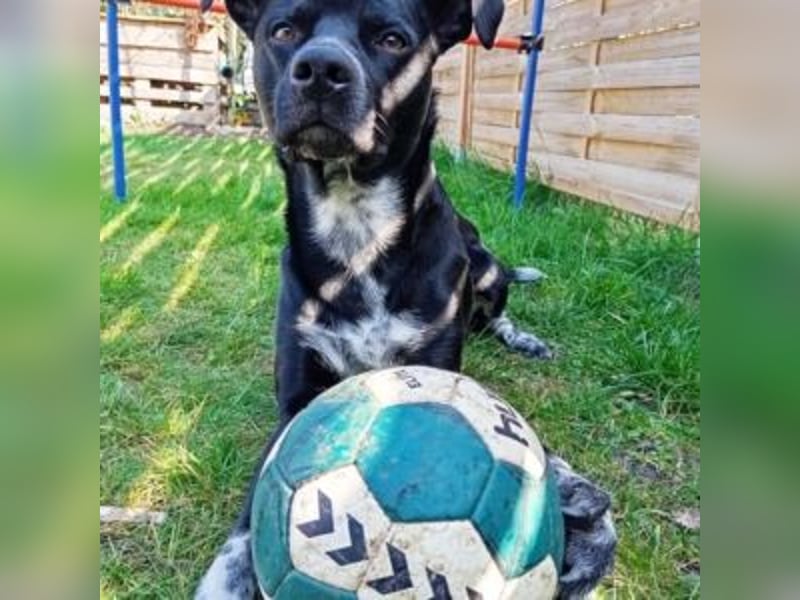 MIKO-#NOTFALL#-hübscher Hundemann liebt ausgedehnte Spaziergänge im Grünen