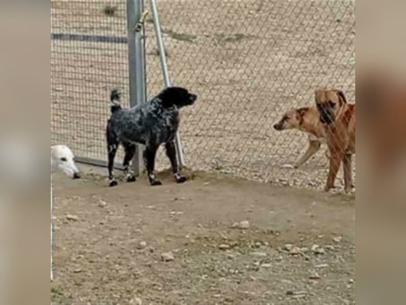 Chase-sucht  die viel Geduld für Angsthunde aufbringen