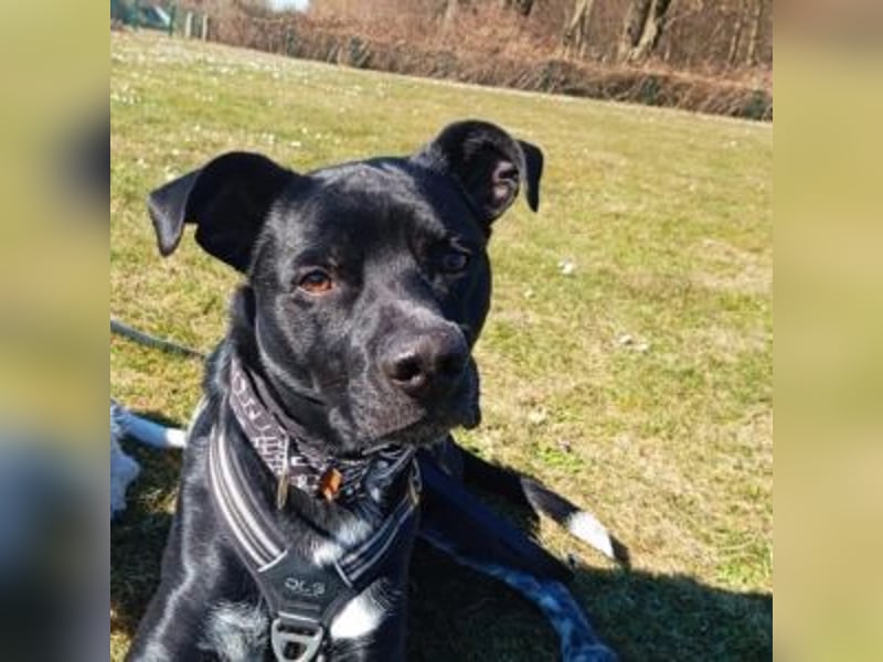 MIKO-#NOTFALL#-hübscher Hundemann liebt ausgedehnte Spaziergänge im Grünen