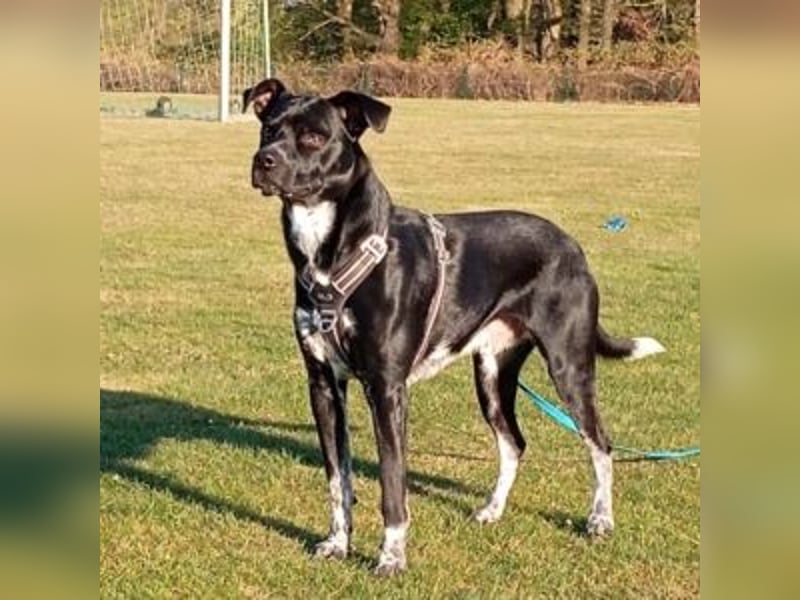 MIKO-#NOTFALL#-hübscher Hundemann liebt ausgedehnte Spaziergänge im Grünen