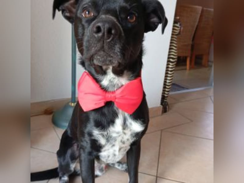 MIKO-#NOTFALL#-hübscher Hundemann liebt ausgedehnte Spaziergänge im Grünen