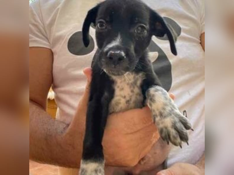 MIKO-#NOTFALL#-hübscher Hundemann liebt ausgedehnte Spaziergänge im Grünen