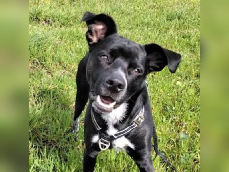 MIKO-#NOTFALL#-hübscher Hundemann liebt ausgedehnte Spaziergänge im Grünen