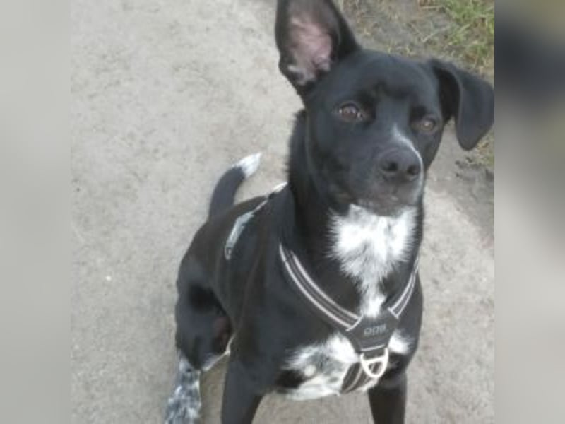 MIKO-#NOTFALL#-hübscher Hundemann liebt ausgedehnte Spaziergänge im Grünen