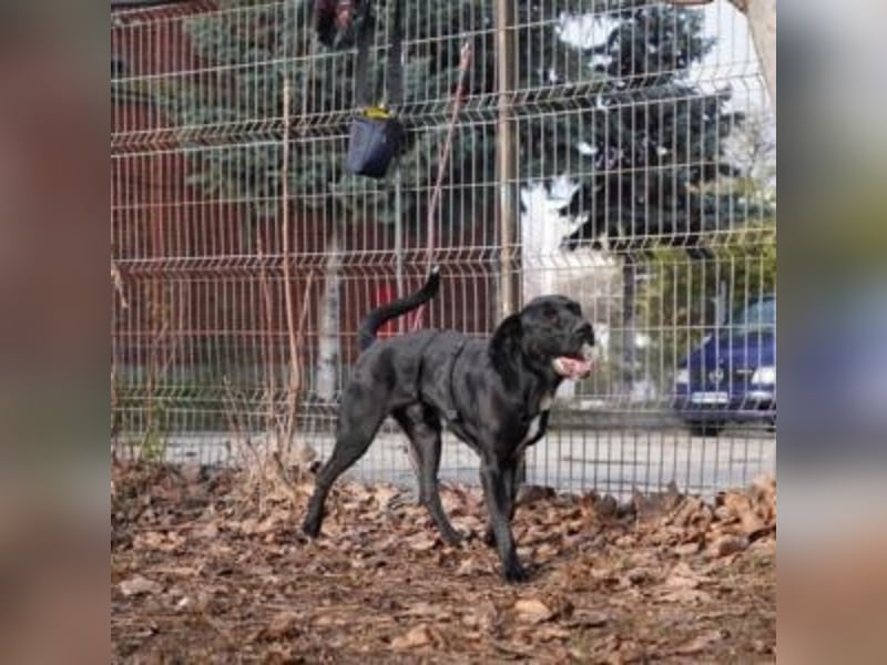 CARLOS-empfindsamer, kraftvoller Rüde sucht seinen Bezugsmenschen
