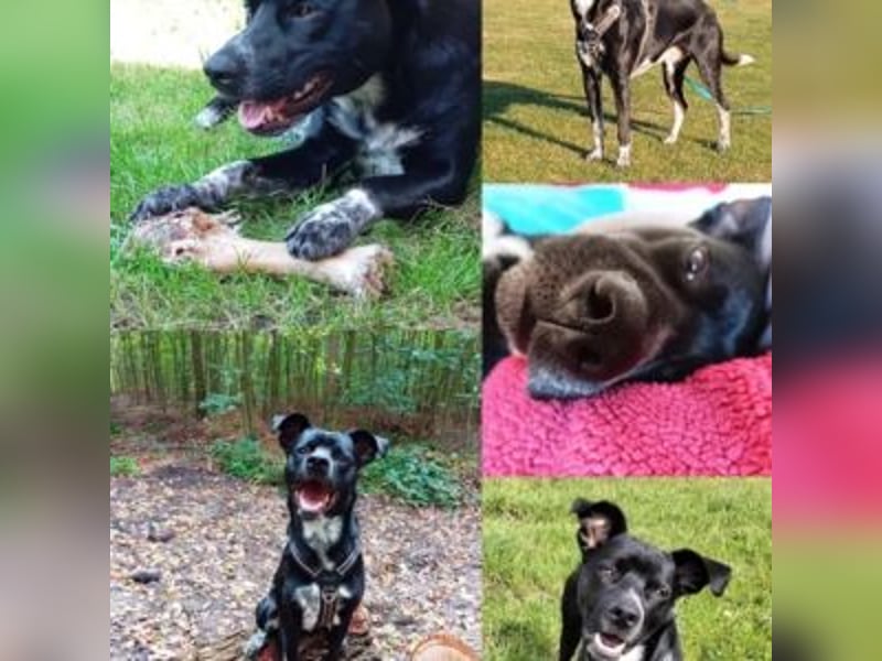 MIKO-#NOTFALL#-hübscher Hundemann liebt ausgedehnte Spaziergänge im Grünen