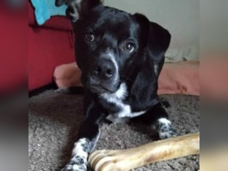 MIKO-#NOTFALL#-hübscher Hundemann liebt ausgedehnte Spaziergänge im Grünen