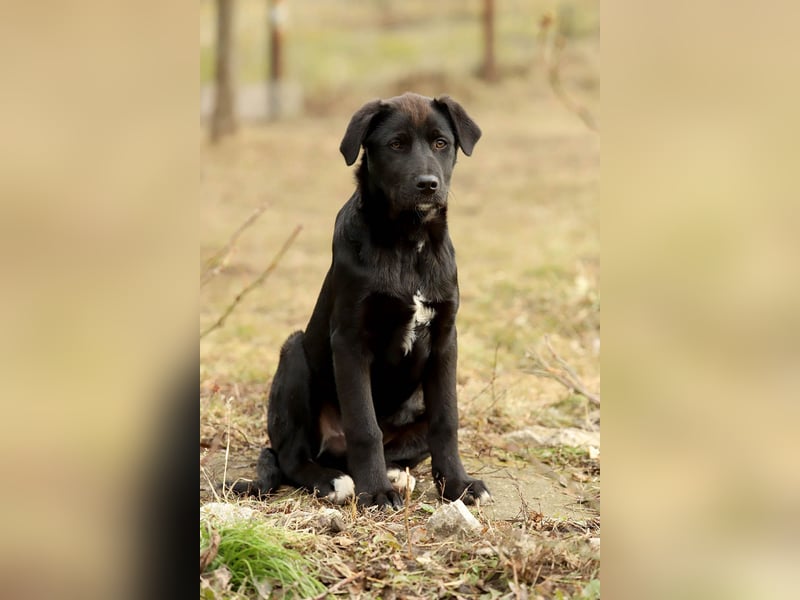 Hübscher Fido sucht seine Familie