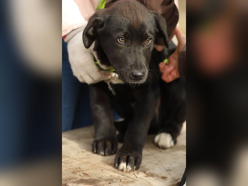 Hübscher Fido sucht seine Familie