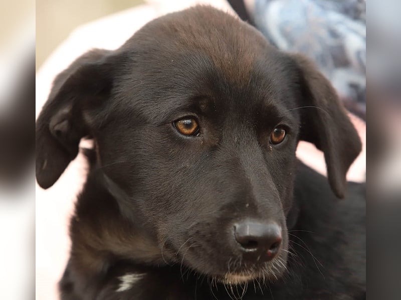 Hübscher Fido sucht seine Familie