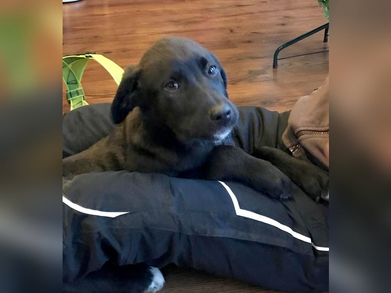 Hübscher Fido sucht seine Familie