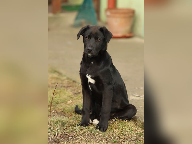 Hübscher Fido sucht seine Familie